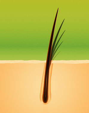 The root of stem cell regeneration