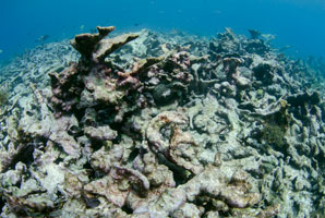 Coral reef faces a tenuous future