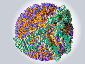 Adding cholesterol to peptides can increase anti-cancer activity