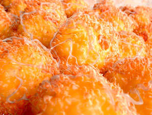 Molecular route to fat inflammation found