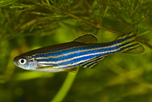 What do fish think about while they swim?