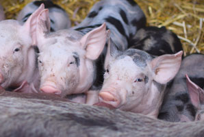 CRISPR pigs are leaner and cheaper