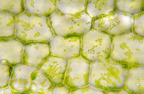 Smashing cell walls boosts biofuel production