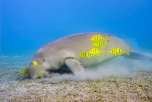 A window of opportunity to protect marine habitats