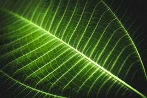 A new spin on nature