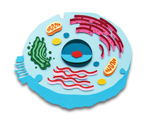 Cellular protein factories don’t fold under stress