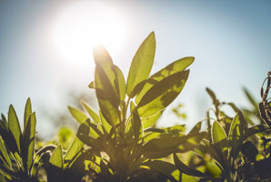 Detailed look at photosynthetic complex PSII