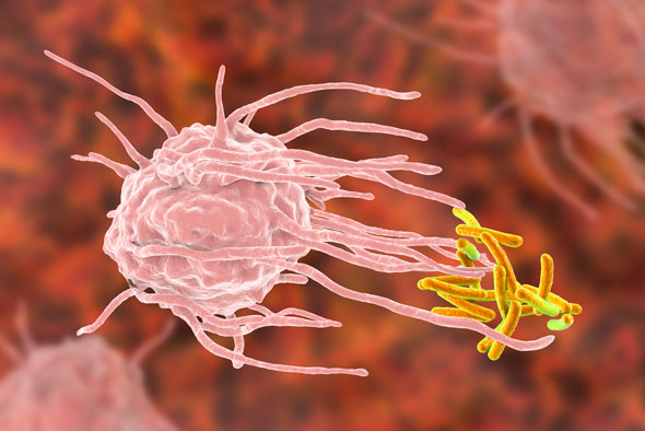 Interferon epsilon from mice has human effects
