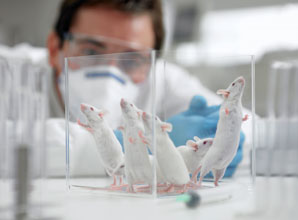 Mouse cancers match human cancers