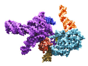Ribosome pile-up controls the rate of protein production