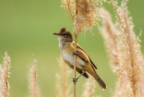 Malaria-like parasites don’t slow migrating birds 
