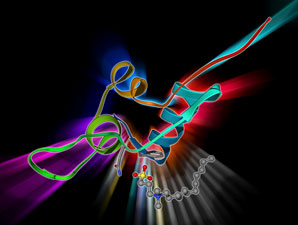  A crystal-clear view of an insulin-related receptor