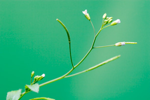 How flowers find the right moment for fertilization