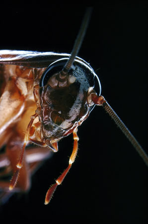 Cockroaches spatially map smells