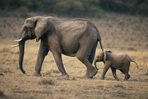 Getting a leg up in biodiversity