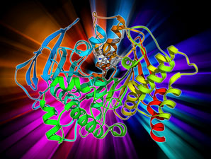 The run and tumble of enzymes