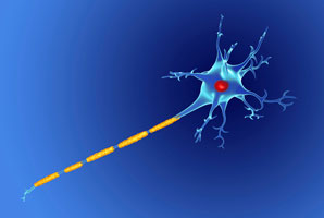 The dynamic remodelling of nerve-fibre insulation