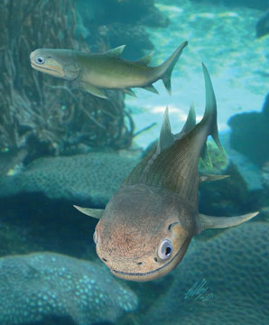 Fossilized fish skulls offer heady look at distant past