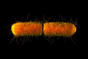 Bacterial DNA damage control
