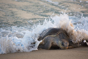 Turtle diversity thwarted by ocean currents