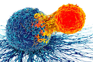 Probing the properties of cancer-fighting cells