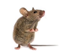 Bacteria buddies improve the social life of mice