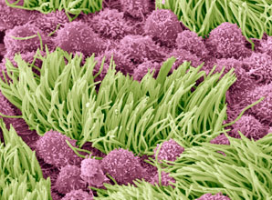 Jumping on board ciliary transport