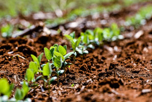 Unearthing the hidden environmental costs of importing food