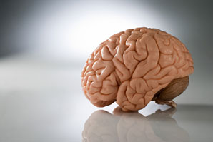 How folds form on the brain surface