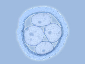 An epigenetic atlas of human embryos