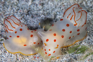 Sea slugs show that tastes can be deceptive