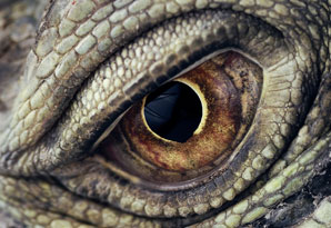 Original lizards were survival wizards