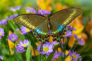 Ancient clues on butterfly hues