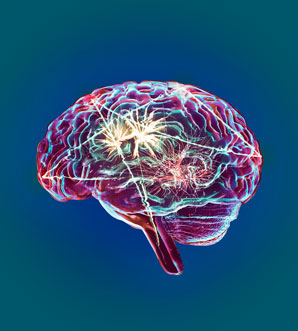 Transport protein helps the brain run a fever