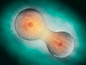 Secrets of successful cell division