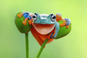 Reassessing clues to ancient animal colours