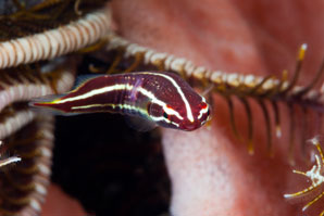 Fish-inspired hydrogel sticks to the task underwater