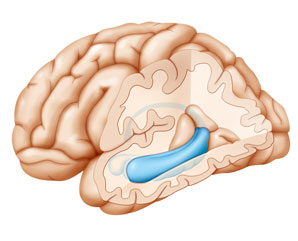Mild exercise improves sifting between similar memories