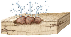 Reverse signalling gives bone growth a boost