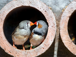 Stressed songbirds lose melody memory