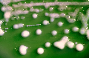 New antibiotic kills multidrug-resistant superbugs