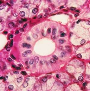 How sheets of cells can turn into tubes