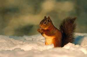 Red squirrels find unlikely ally in an old predator