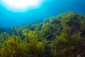 Kelp in need of help