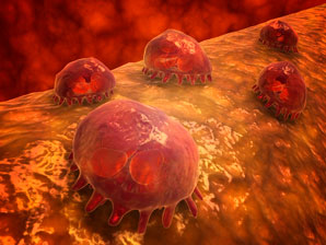 Clocking in on the immune response