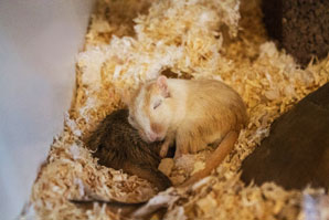 You are getting sleepy — specific mutation could explain why