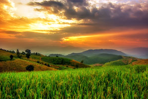 Interacting genes control when rice flowers