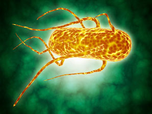 How salmonella gets its groove