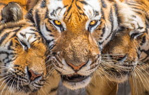 Revealing tigers’ true stripes 