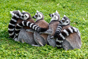 Quick-learning lemurs get all the likes